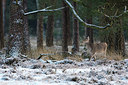 BUITEN BEELD Foto: 314270