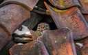 BUITEN BEELD Foto: 314306