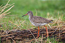 BUITEN BEELD Foto: 314324