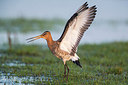BUITEN BEELD Foto: 314333