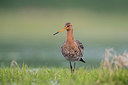 BUITEN BEELD Foto: 314337