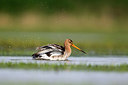 BUITEN BEELD Foto: 314340