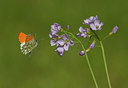 BUITEN BEELD Foto: 314354