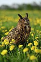 BUITEN BEELD Foto: 314377