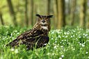 BUITEN BEELD Foto: 314379