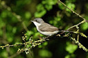 BUITEN BEELD Foto: 314385