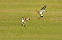 BUITEN BEELD Foto: 314404