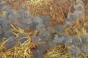 BUITEN BEELD Foto: 314483