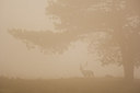 BUITEN BEELD Foto: 314507