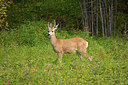 BUITEN BEELD Foto: 314545