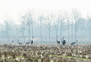 BUITEN BEELD Foto: 314667