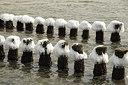 BUITEN BEELD Foto: 314684