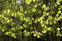 BUITEN BEELD Foto: 314753