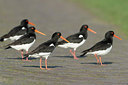BUITEN BEELD Foto: 314780
