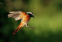 BUITEN BEELD Foto: 314786