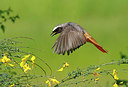 BUITEN BEELD Foto: 314789