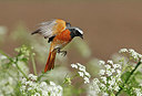 BUITEN BEELD Foto: 314790