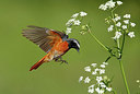 BUITEN BEELD Foto: 314792