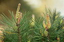 BUITEN BEELD Foto: 314809