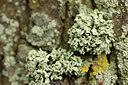 BUITEN BEELD Foto: 314827