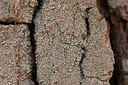BUITEN BEELD Foto: 314835