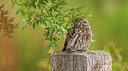 BUITEN BEELD Foto: 314854
