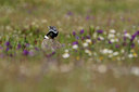 BUITEN BEELD Foto: 314865