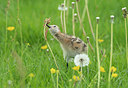 BUITEN BEELD Foto: 314998