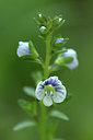 BUITEN BEELD Foto: 315020