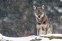 BUITEN BEELD Foto: 315067
