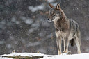 BUITEN BEELD Foto: 315068