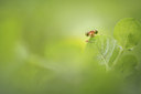 BUITEN BEELD Foto: 315129