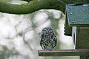 BUITEN BEELD Foto: 315151