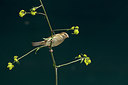 BUITEN BEELD Foto: 315171