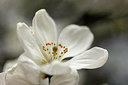 BUITEN BEELD Foto: 315218