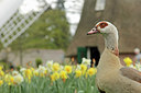 BUITEN BEELD Foto: 315227