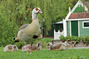 BUITEN BEELD Foto: 315232