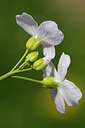 BUITEN BEELD Foto: 315341