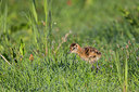 BUITEN BEELD Foto: 315437