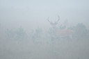 BUITEN BEELD Foto: 315507