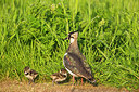 BUITEN BEELD Foto: 315512
