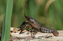BUITEN BEELD Foto: 315571