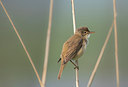 BUITEN BEELD Foto: 315586