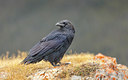 BUITEN BEELD Foto: 315631