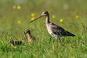 BUITEN BEELD Foto: 315662
