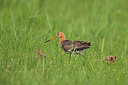 BUITEN BEELD Foto: 315664