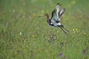BUITEN BEELD Foto: 315665