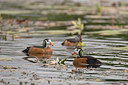 BUITEN BEELD Foto: 315720