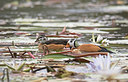 BUITEN BEELD Foto: 315723
