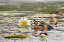 BUITEN BEELD Foto: 315740